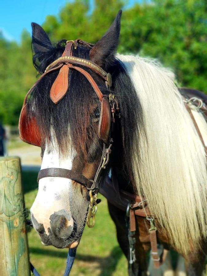 Hotel Les Chevaux De L'Hippocampe Mont-Dol Zewnętrze zdjęcie